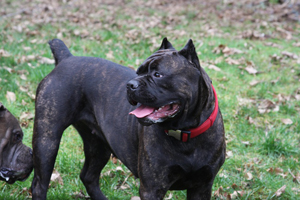 old world cane corso shade